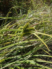 Carex clavata