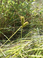 Carex clavata