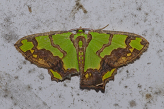 Agathia hemithearia