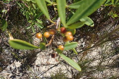 Searsia laevigata