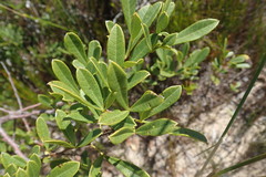 Searsia laevigata