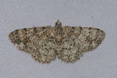 Myrioblephara