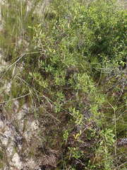 Searsia laevigata