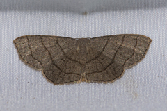 Scopula mecysma