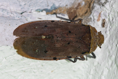 Penthicodes atomaria