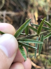 Lespedeza angustifolia