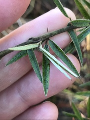 Lespedeza angustifolia