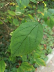 Philadelphus tomentosus
