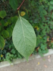 Philadelphus tomentosus