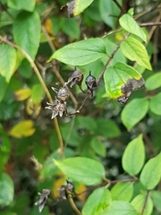 Philadelphus tomentosus