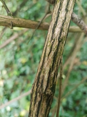 Philadelphus tomentosus