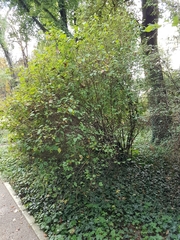 Philadelphus tomentosus