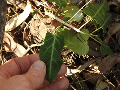 Leichhardtia lloydii