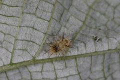 Epilachna maculicollis