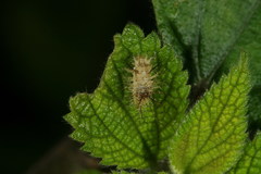 Epilachna maculicollis