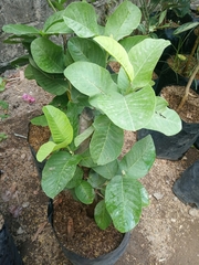 Magnoliopsida