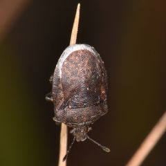 Amaurochrous cinctipes