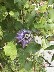 Passiflora amethystina × caerulea