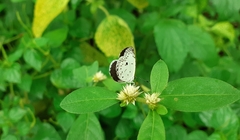 Neopithecops zalmora dharma