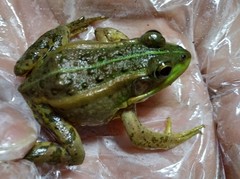 Pelophylax plancyi