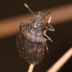 Amaurochrous cinctipes