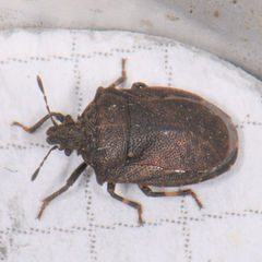 Amaurochrous cinctipes