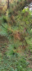 Pinus peuce