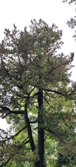 Pinus peuce