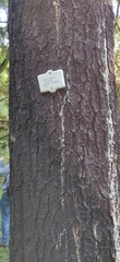 Pinus peuce