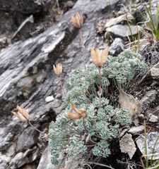 Paraquilegia microphylla