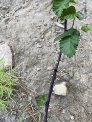 Rubus affinis