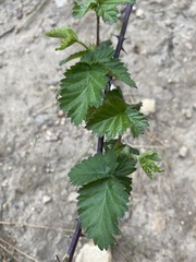 Rubus affinis