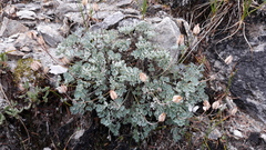 Paraquilegia microphylla