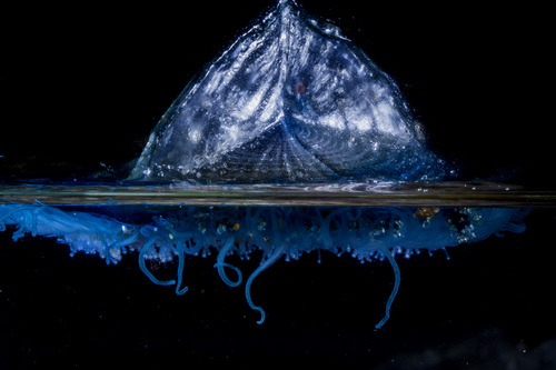 Photo of By-the-wind sailor (Velella velella)