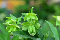 Helleborus cyclophyllus