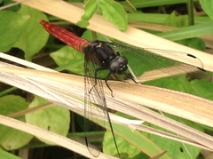 Lyriothemis