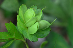 Helleborus cyclophyllus