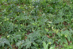 Helleborus cyclophyllus