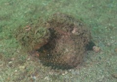 Scorpaenopsis macrochir