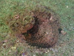 Scorpaenopsis macrochir