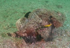Scorpaenopsis macrochir
