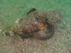 Scorpaenopsis macrochir