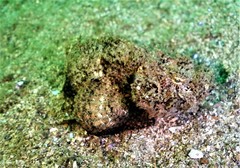 Scorpaenopsis macrochir