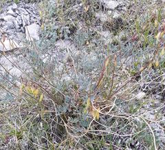 Astragalus kaufmannii