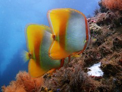 Chelmon marginalis