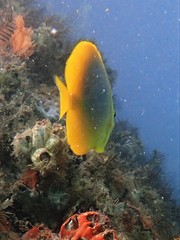Chaetodon aureofasciatus