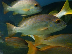 Plectorhinchus multivittatus