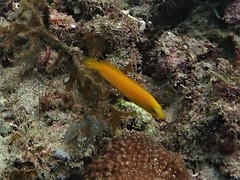 Pseudochromis fuscus