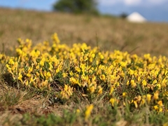Chamaecytisus ratisbonensis