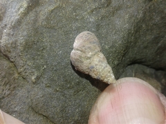 Austrolittorina cincta